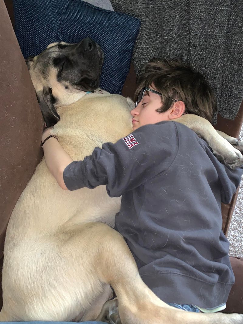 Mastiff