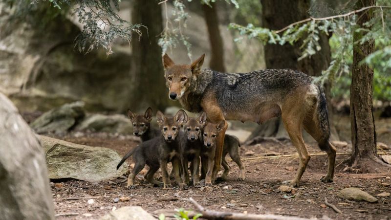 Maternal Instincts