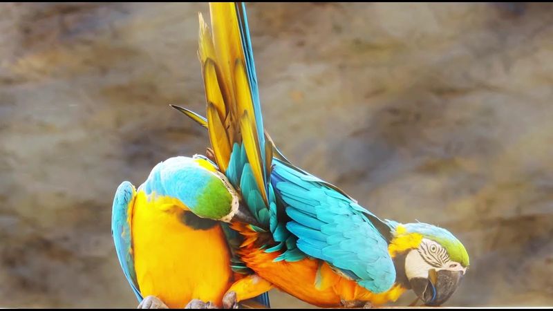 Mating Rituals