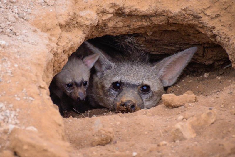 Mating and Family Life
