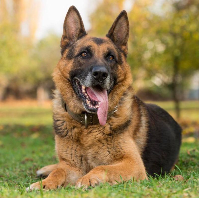 Max - German Shepherd