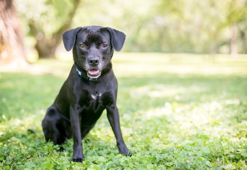 Max the Beagle-Labrador Mix