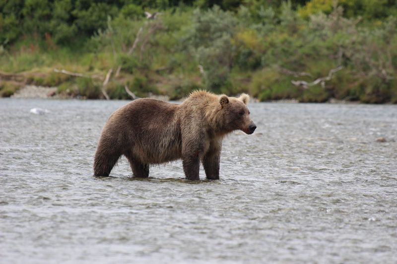 McNeil River Bear - The River Monarch