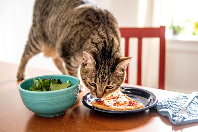 Meal Time Authority