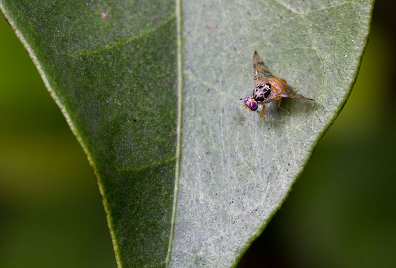 Mediterranean Fruit Fly