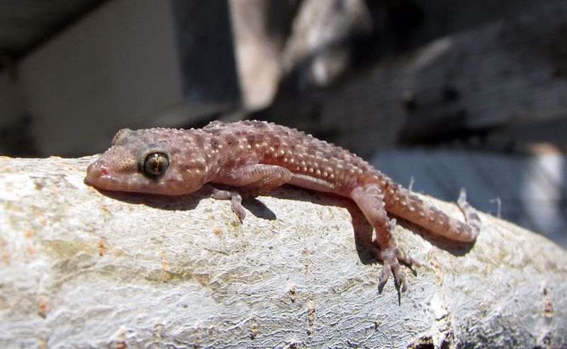 Mediterranean House Gecko