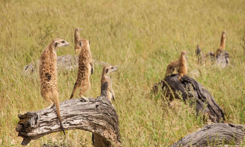 Meerkats and Sentinels