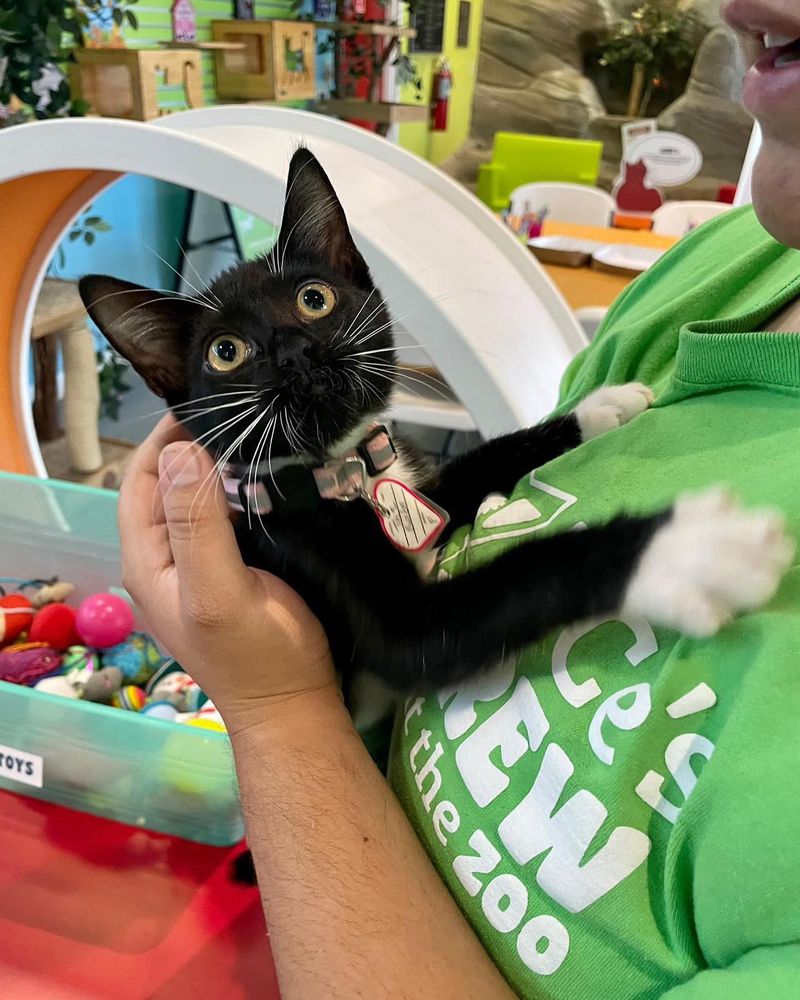 Meet Before You Adopt