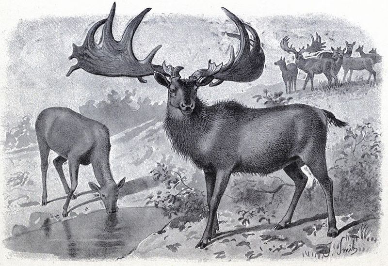 Megaloceros