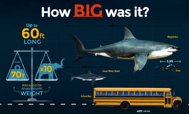 Megalodon's Immense Size