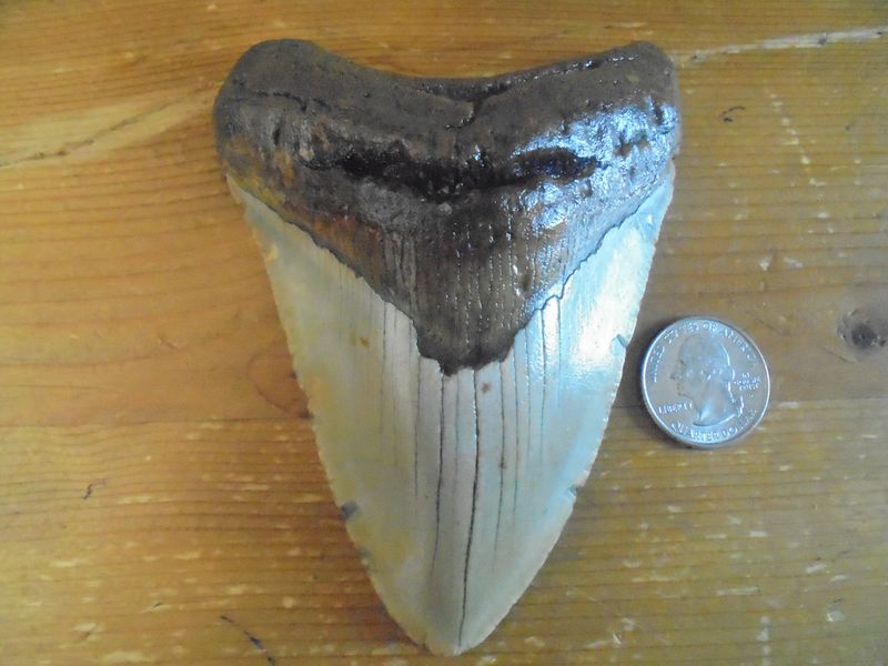 Megalodon's Fossil Teeth