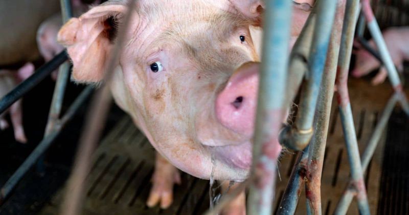 Memory Mastery in Pigs