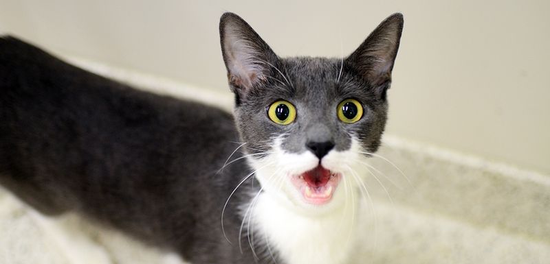 Meowing