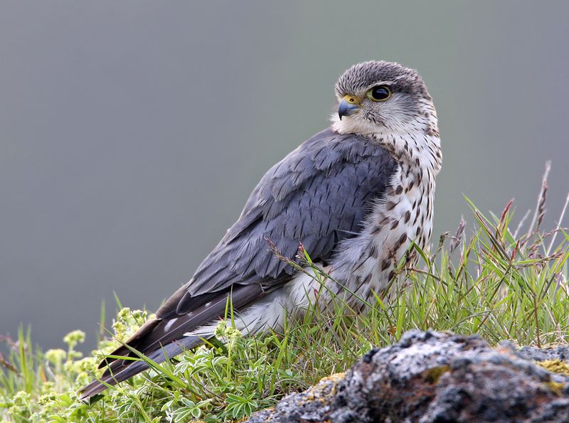 Merlin