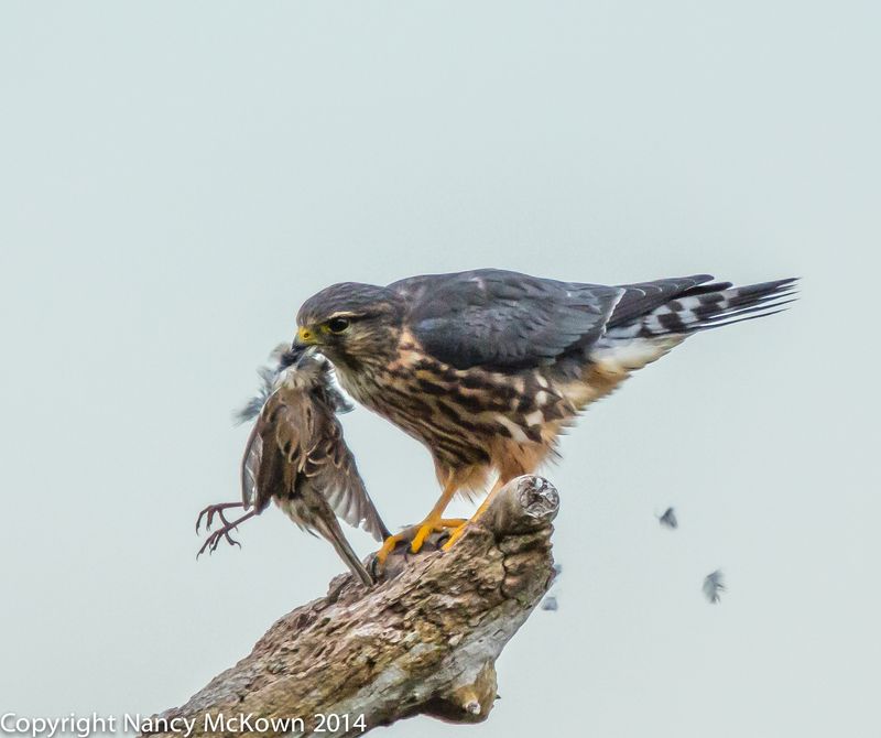 Merlin