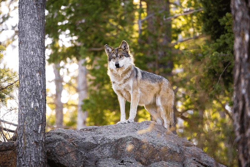 Mexican Wolf
