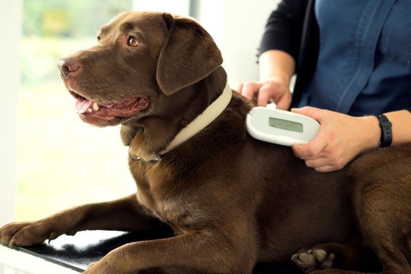 Microchip Scanner