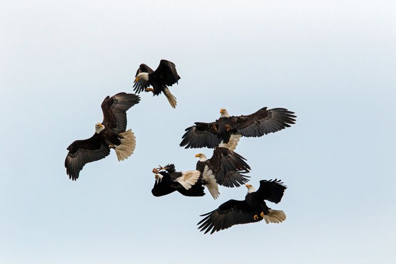 Migration Mysteries