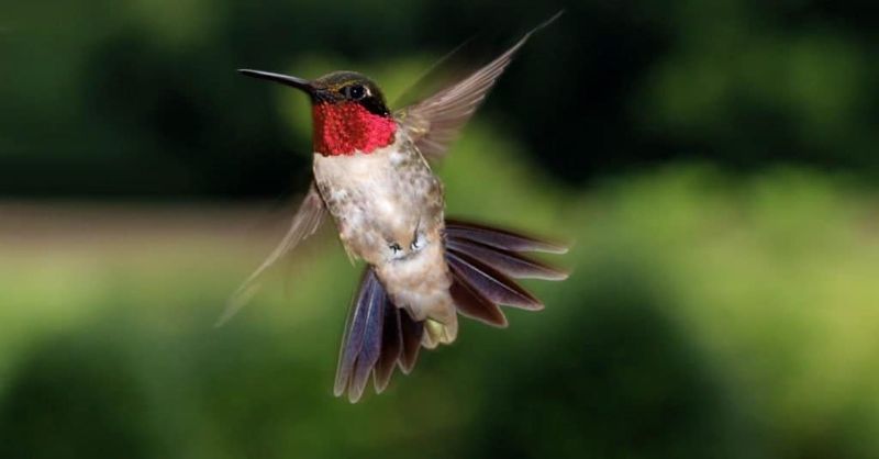 Migration Patterns