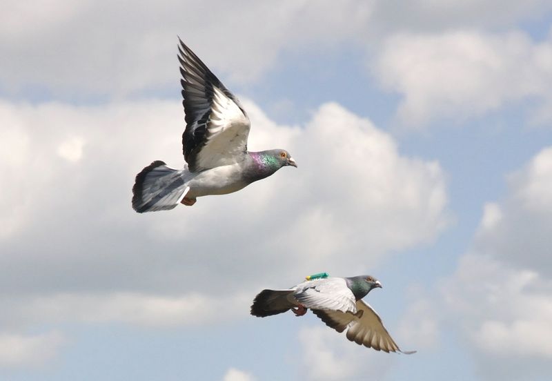 Migration Patterns