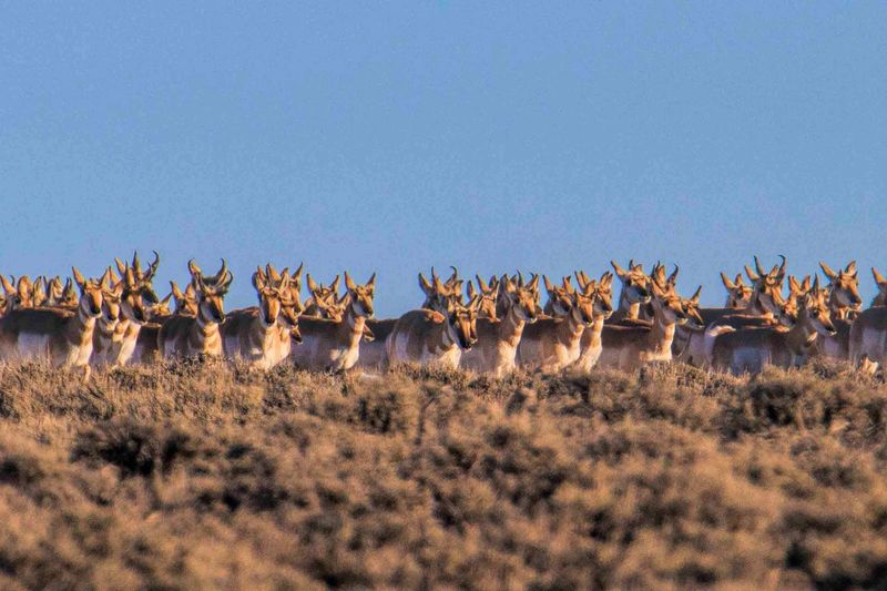 Migratory Marvels
