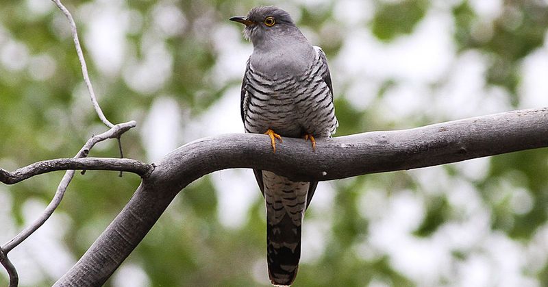 Migratory Navigation of the Common Cuckoo