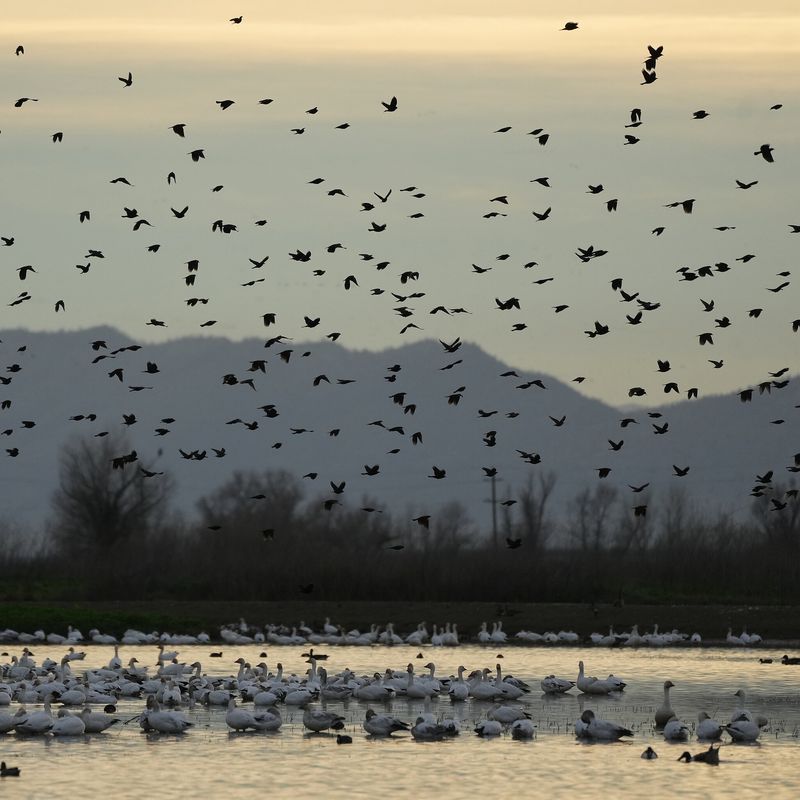 Migratory Pathways