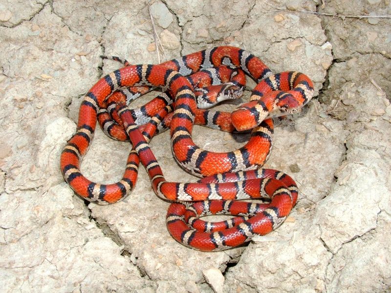 Milk Snake