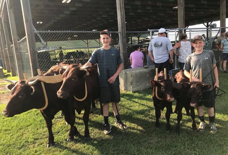 Milking Devon Cow