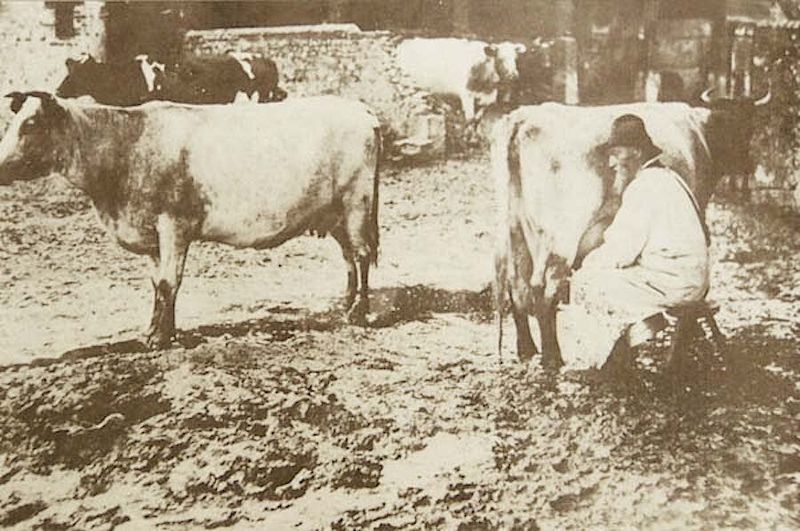 Milking Shorthorn Cattle