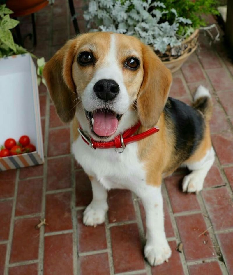 Milo - Beagle