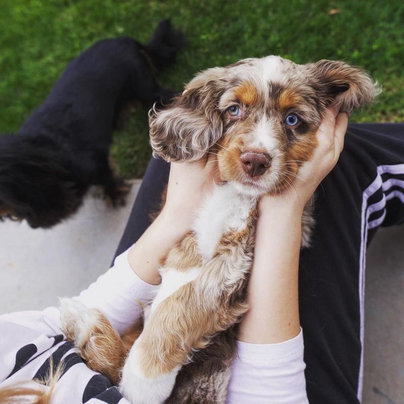 Milo the Australian Shepherd-Cocker Spaniel Mix