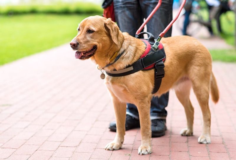 Milo, the Service Dog