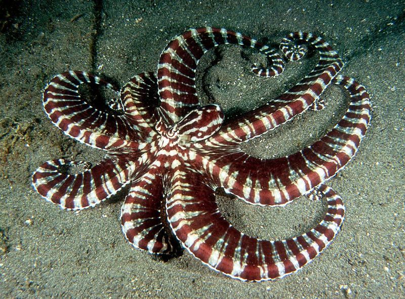 Mimic Octopus