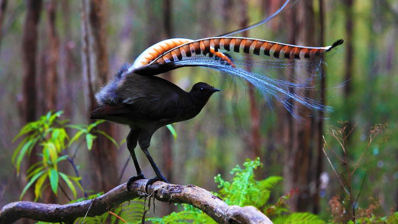 Mimicry of the Lyrebird