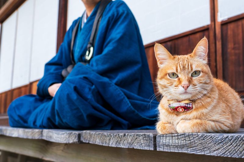 Mindful Cat Meditation