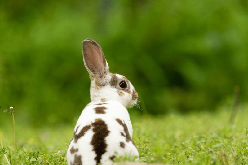Mini Rex