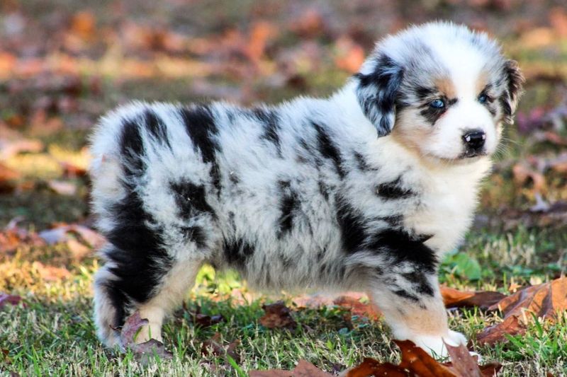 Mini but Mighty