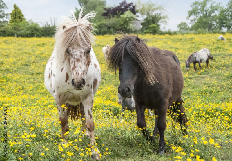 Miniature Falabella