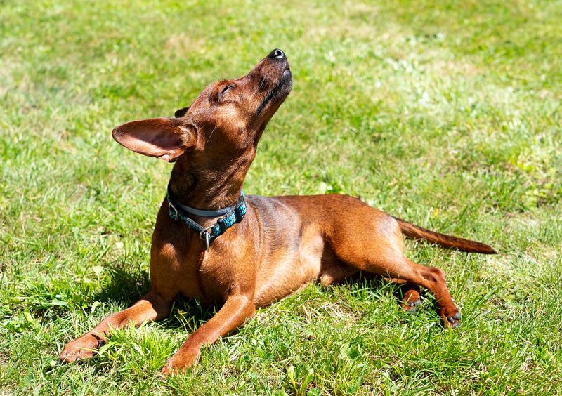Miniature Pinscher