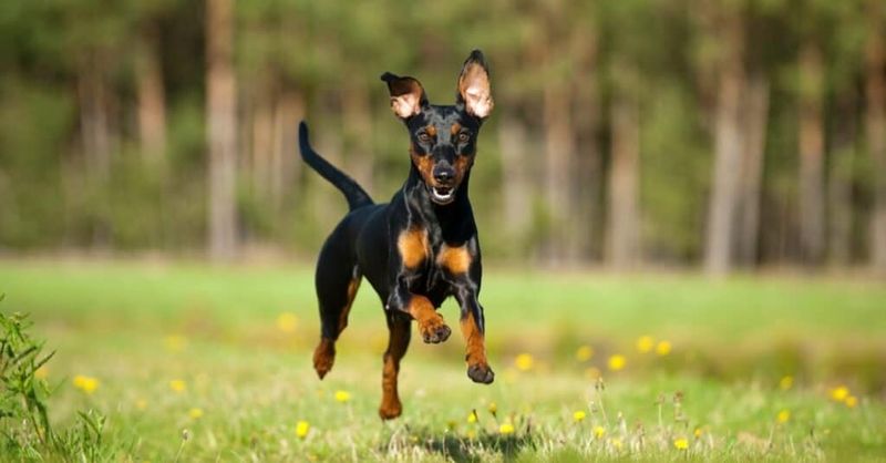 Miniature Pinscher