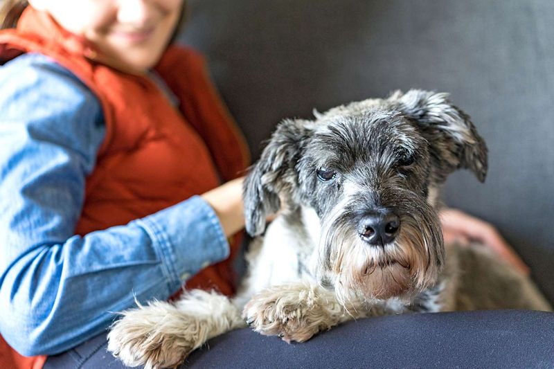 Miniature Schnauzer