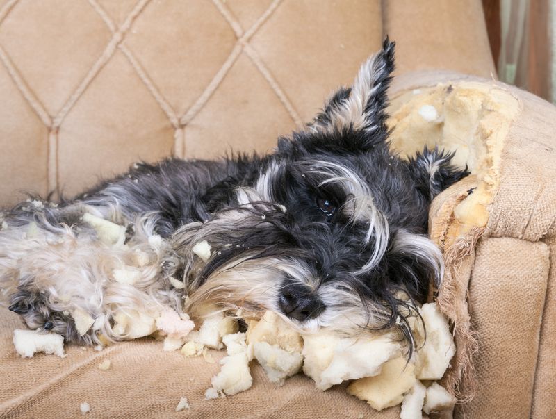 Miniature Schnauzer