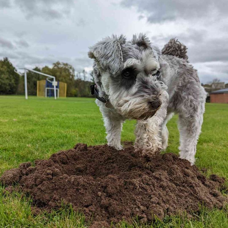 Miniature Schnauzer