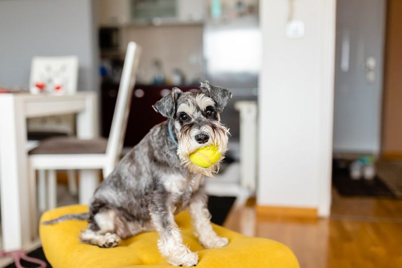 Miniature Schnauzer