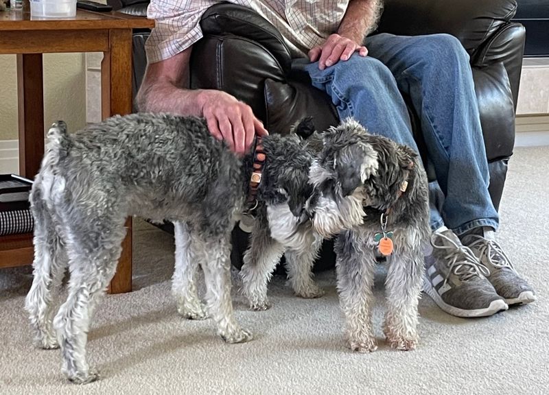 Miniature Schnauzer