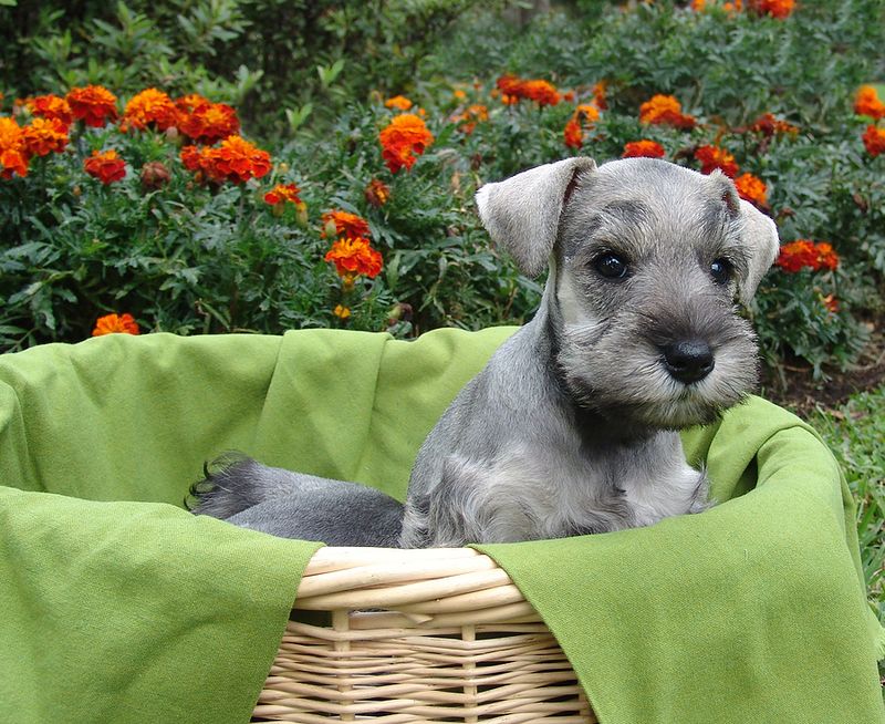 Miniature Schnauzer