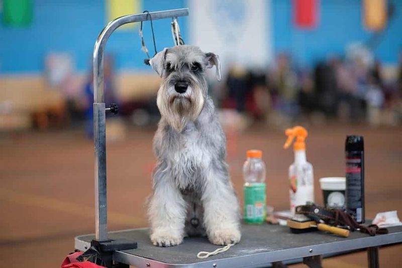 Minimal Shedding and Grooming Needs