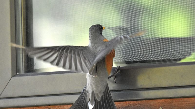 Minimizing Window Collisions