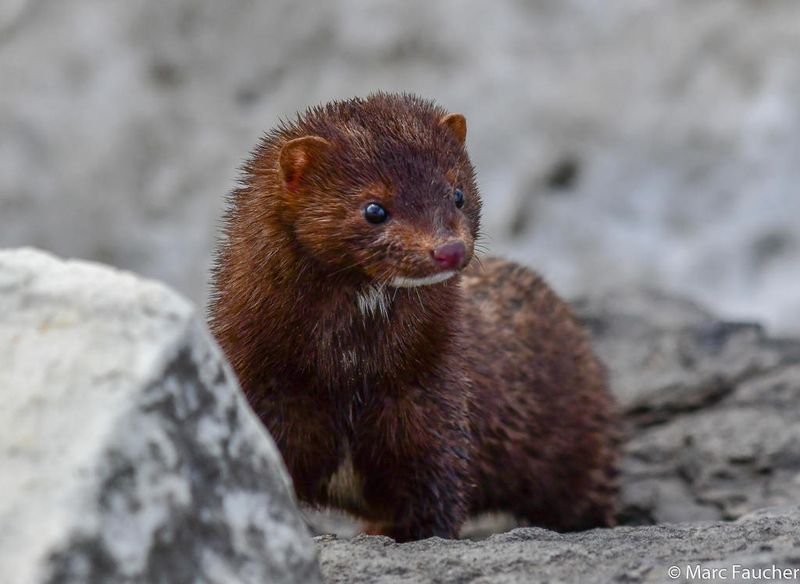 Mink